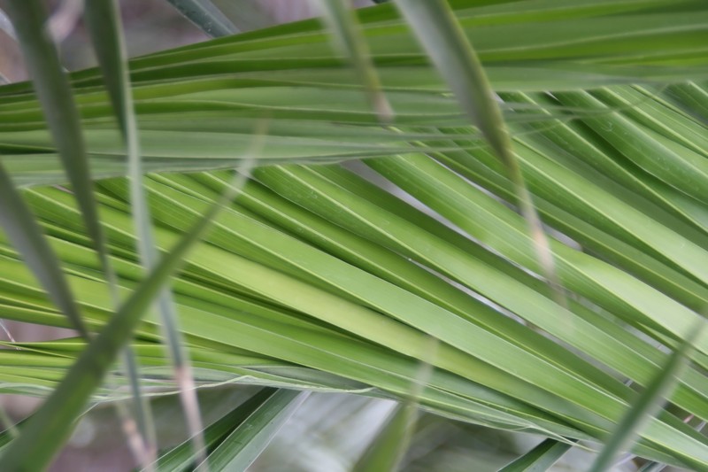 Florida Cherry Palm photo 4