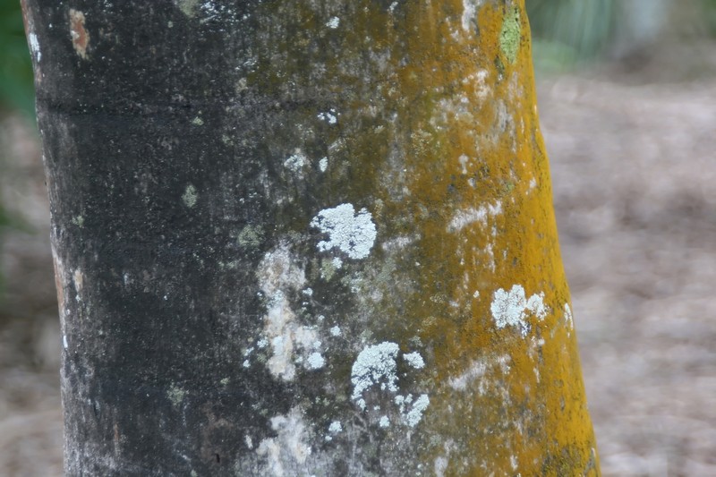 Florida Cherry Palm photo 5