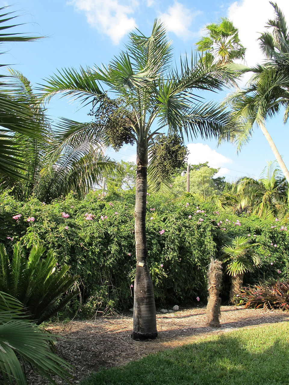 Florida Cherry Palm