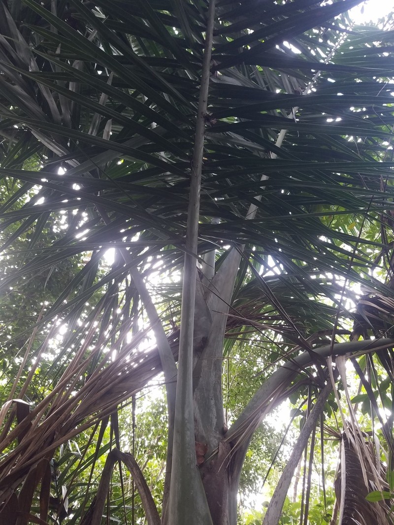 Florida Cherry Palm photo 2