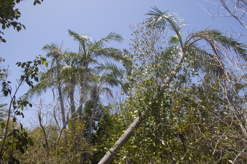 Florida Cherry Palm photo 3