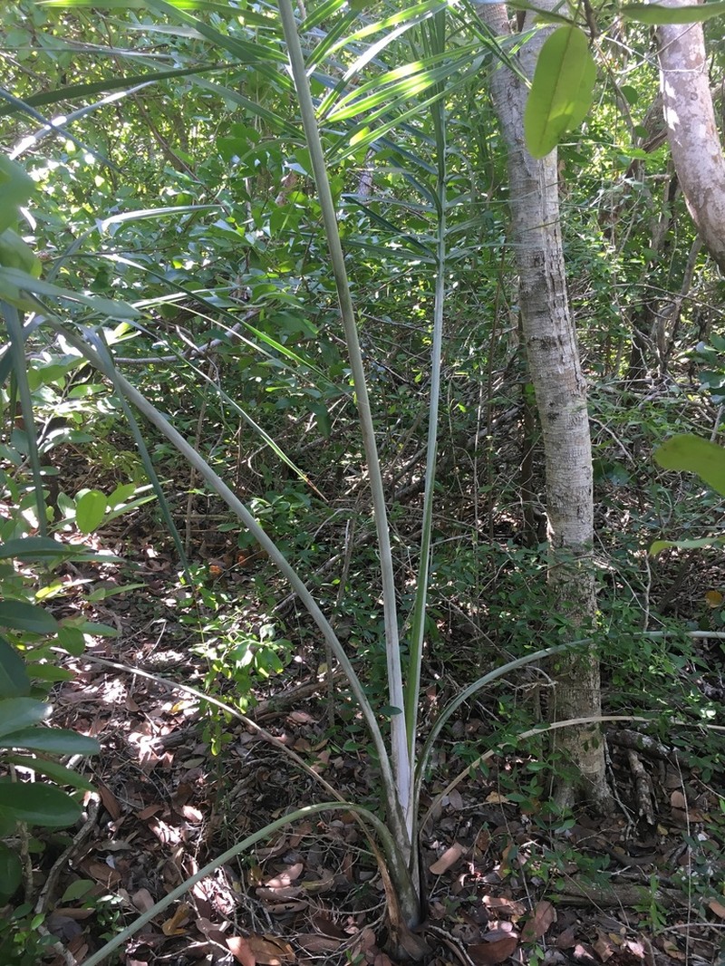 Florida Cherry Palm photo 4