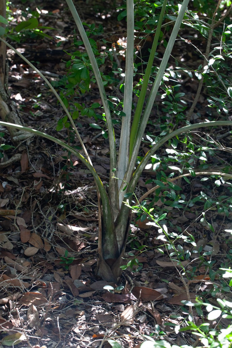Florida Cherry Palm photo 6
