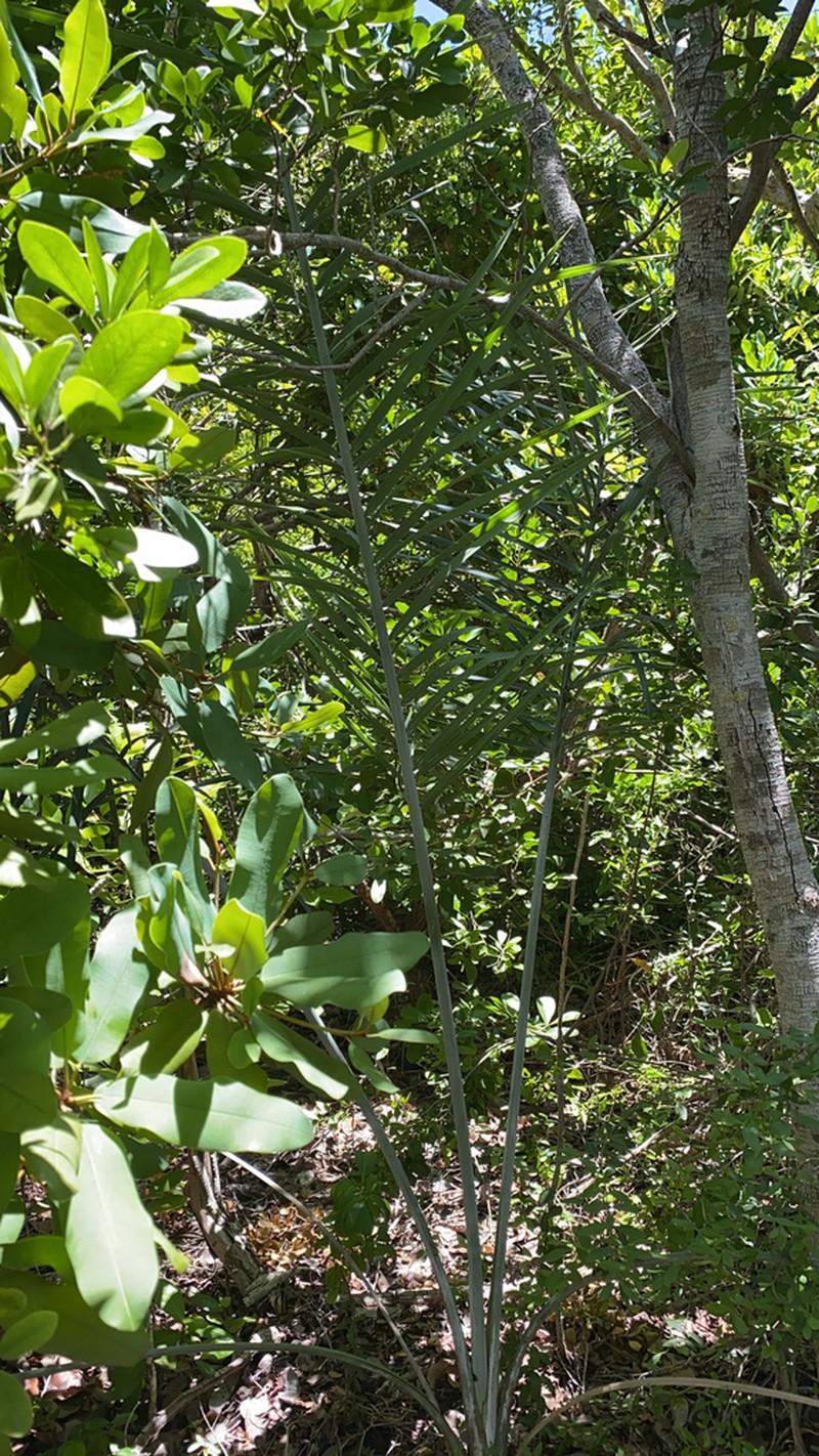 Florida Cherry Palm photo 7