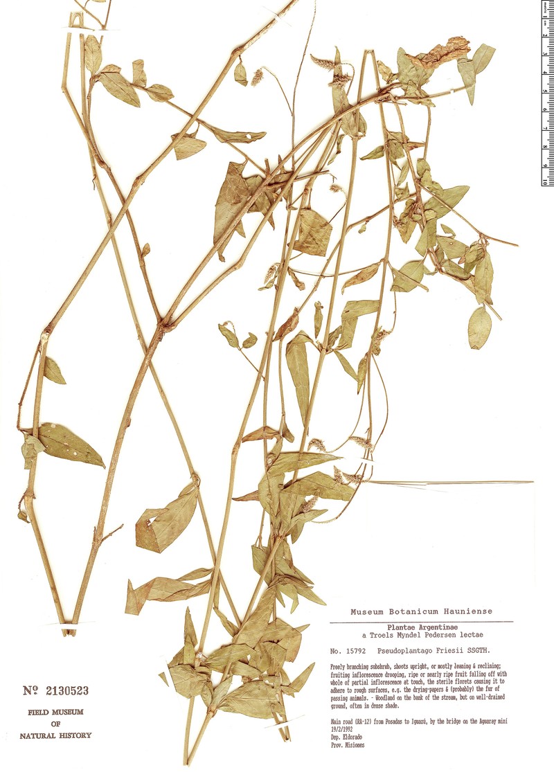 Pseudoplantago friesii