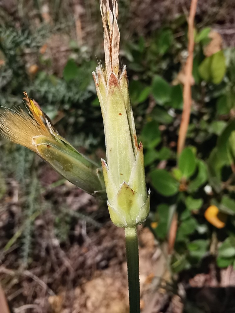 Pseudopodospermum boeticum