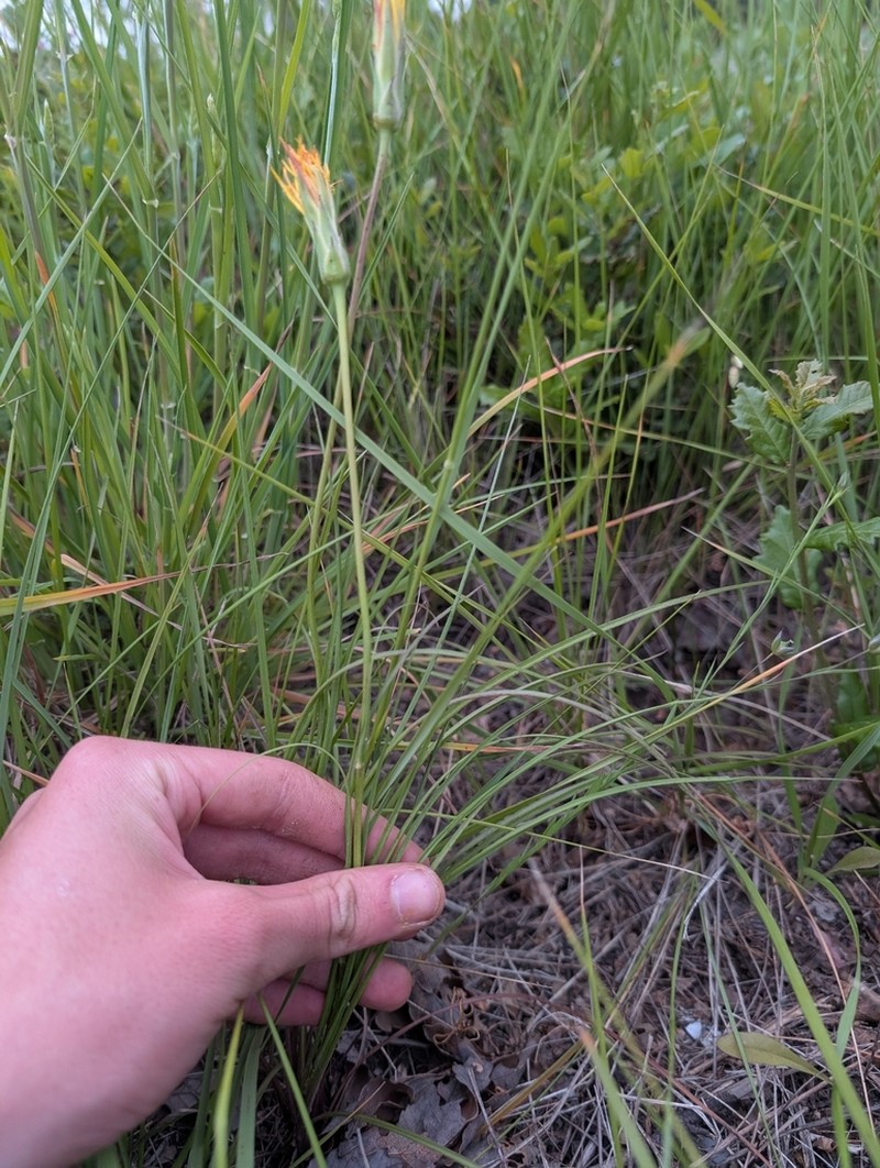 Pseudopodospermum boeticum photo 2