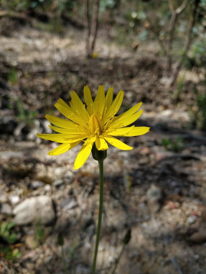 Pseudopodospermum boeticum photo 3