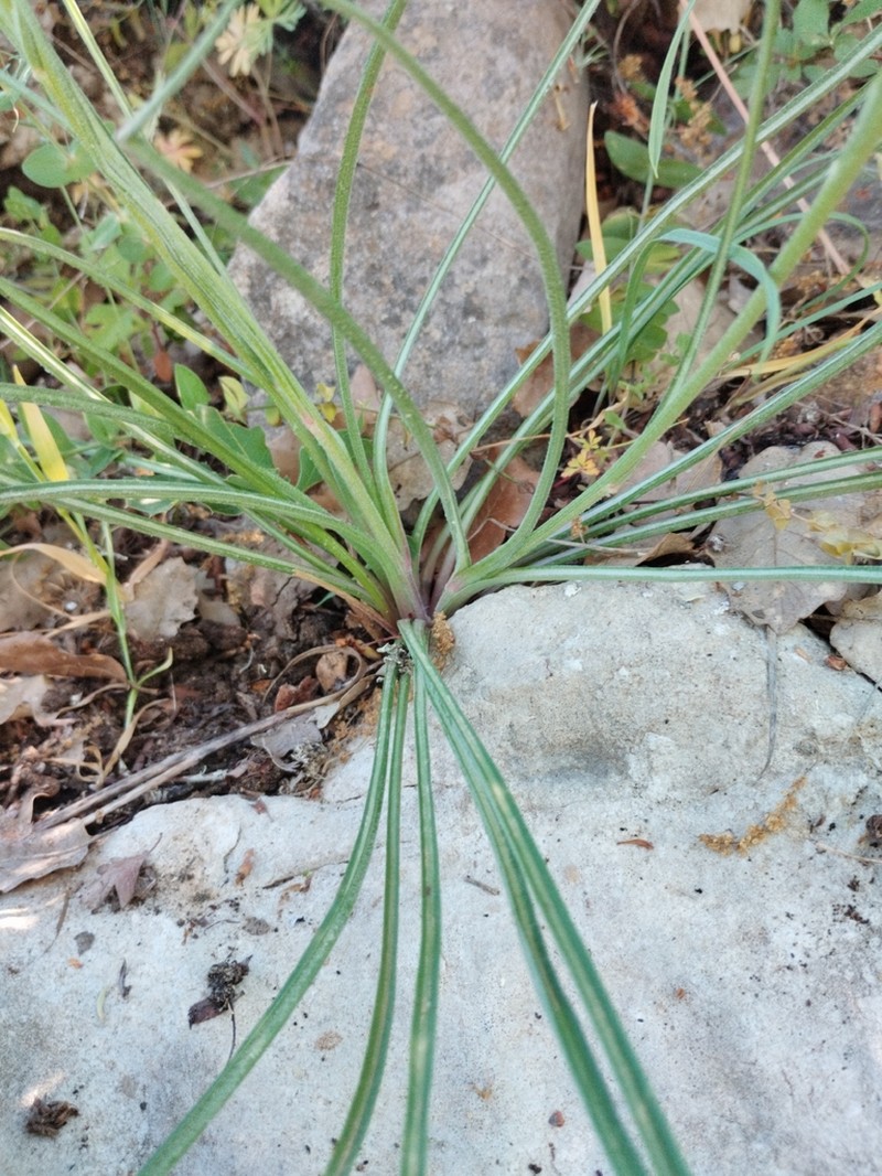 Pseudopodospermum boeticum photo 4