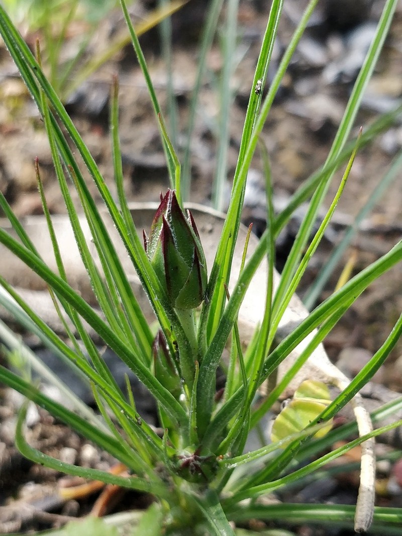 Pseudopodospermum boeticum photo 5