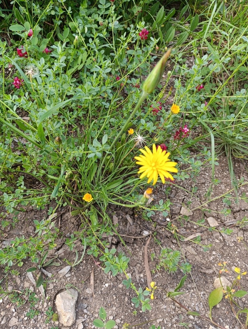 Pseudopodospermum boeticum photo 6