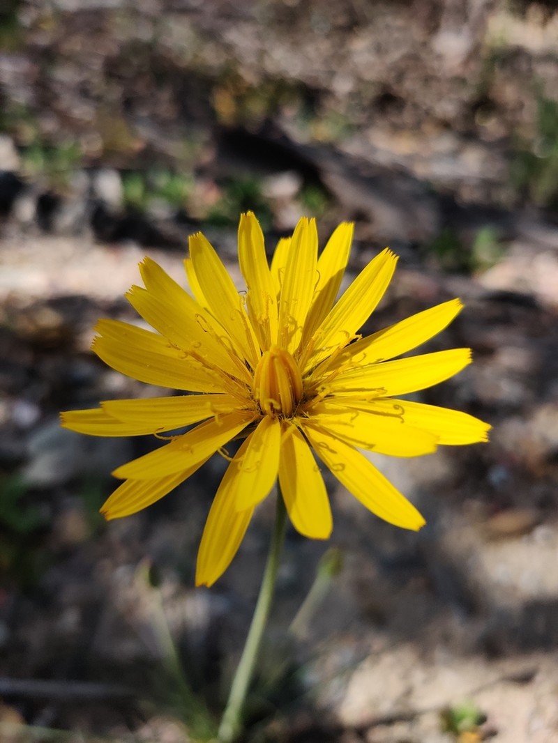 Pseudopodospermum boeticum photo 7