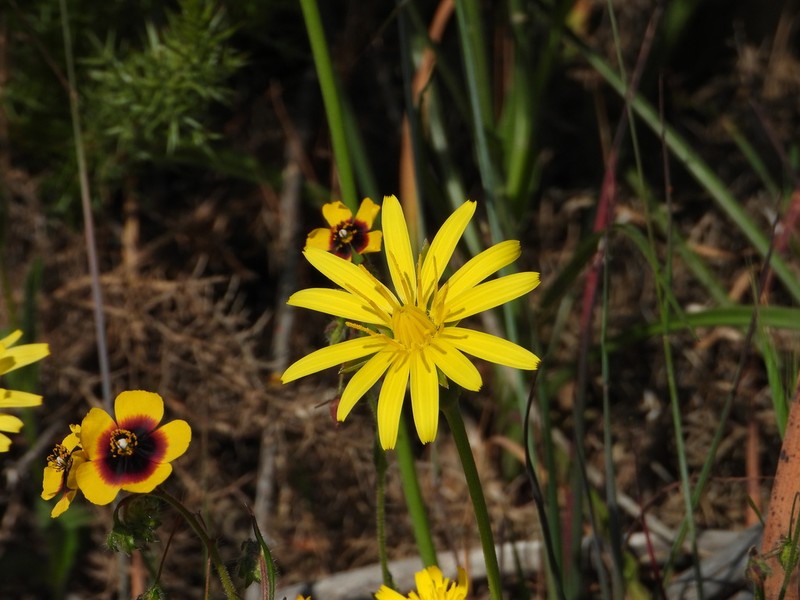 Pseudopodospermum boeticum photo 8