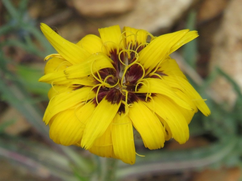 Pseudopodospermum brevicaule
