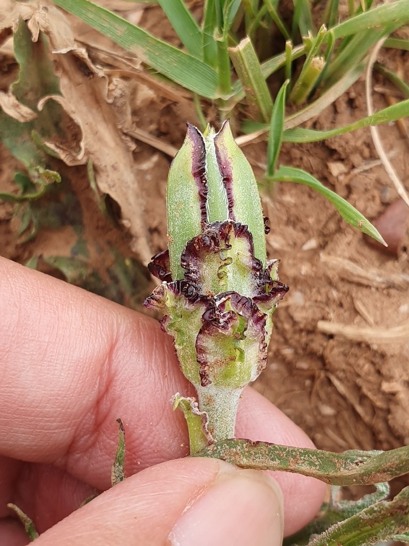 Pseudopodospermum brevicaule photo 2