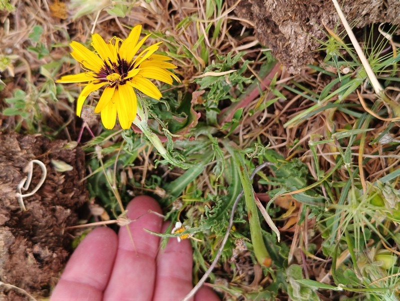 Pseudopodospermum brevicaule photo 3