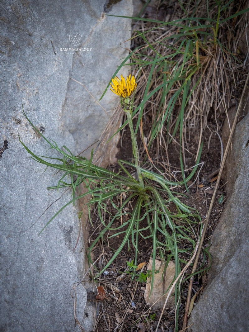 Pseudopodospermum brevicaule photo 4
