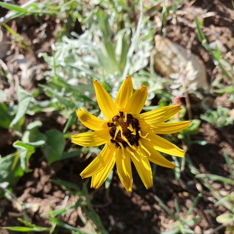 Pseudopodospermum brevicaule photo 5