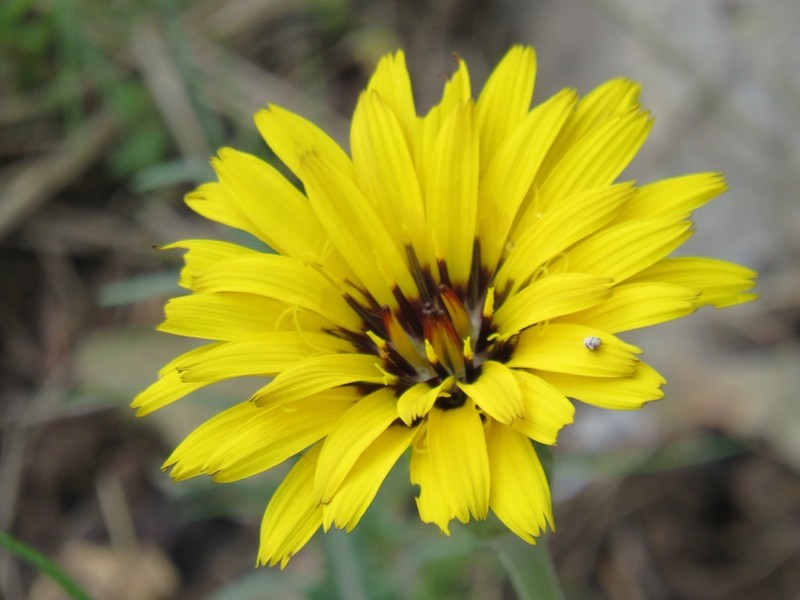 Pseudopodospermum brevicaule photo 6