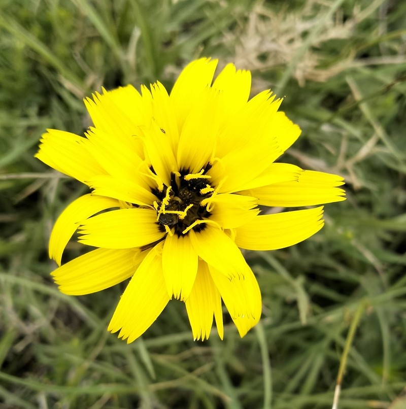 Pseudopodospermum brevicaule photo 7