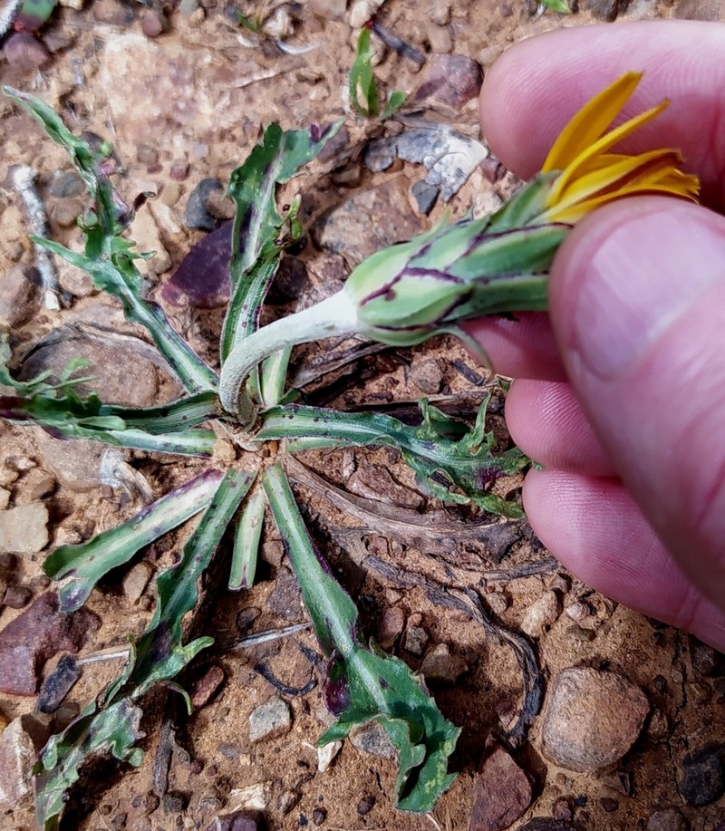 Pseudopodospermum brevicaule photo 8