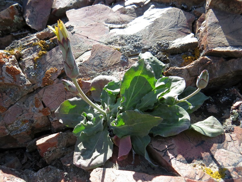 Pseudopodospermum chantavicum photo 2