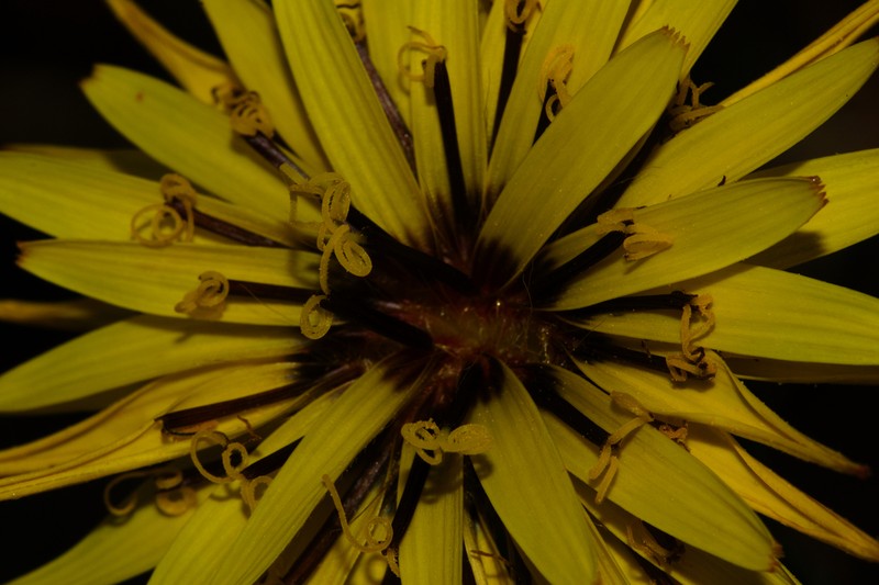 Pseudopodospermum crispatulum