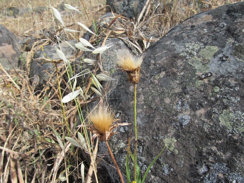 Pseudopodospermum crispatulum photo 2