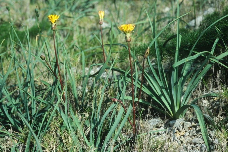 Pseudopodospermum crispatulum photo 3