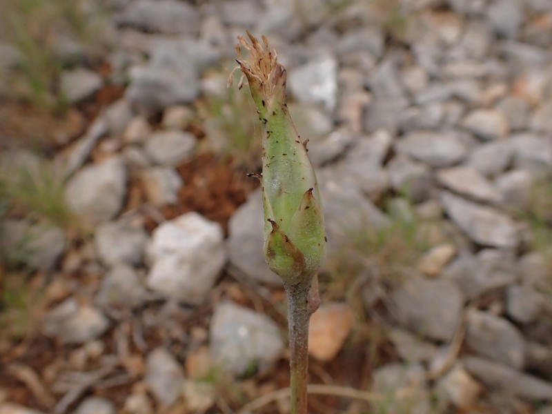 Pseudopodospermum crispatulum photo 4