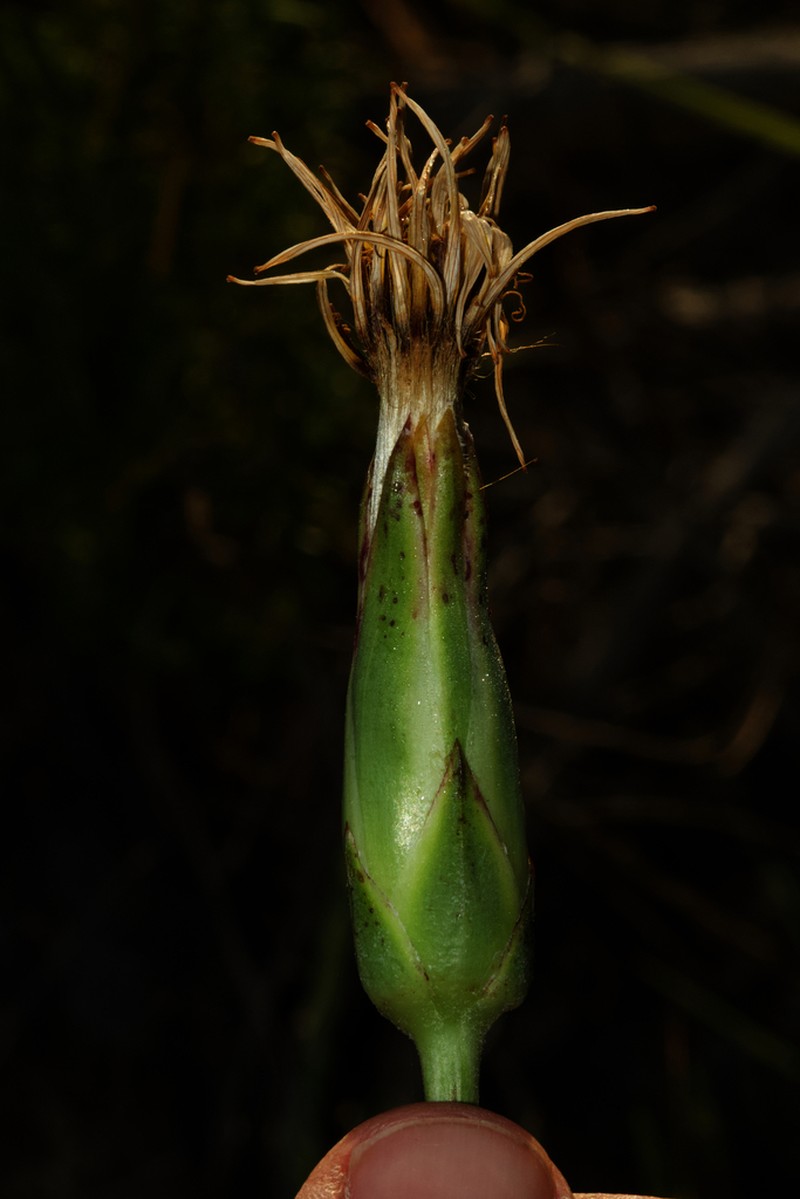 Pseudopodospermum crispatulum photo 5