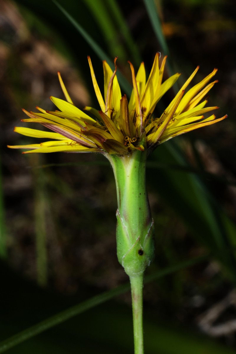Pseudopodospermum crispatulum photo 6