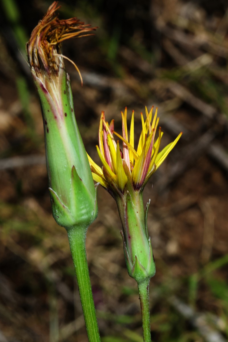 Pseudopodospermum crispatulum photo 7