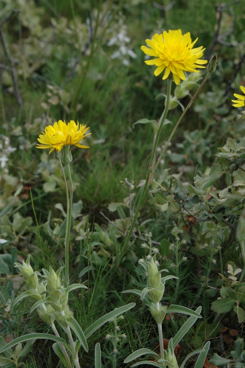 Pseudopodospermum crispatulum photo 8