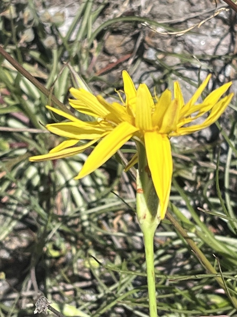 Pseudopodospermum crocifolium