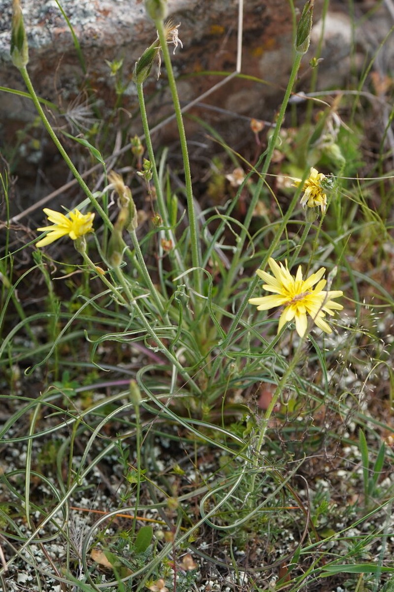 Pseudopodospermum crocifolium photo 2