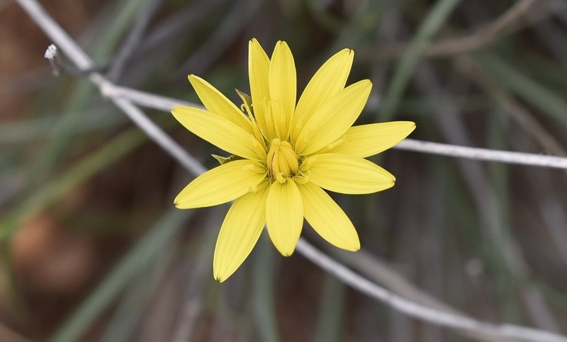 Pseudopodospermum crocifolium photo 3