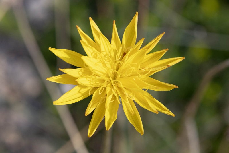 Pseudopodospermum crocifolium photo 4