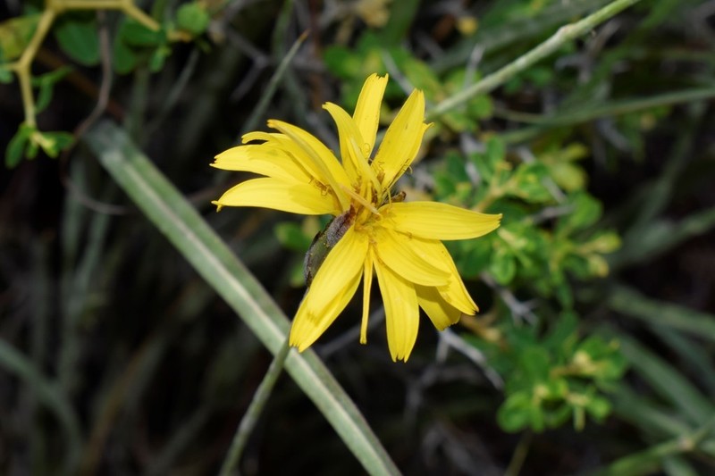 Pseudopodospermum crocifolium photo 5