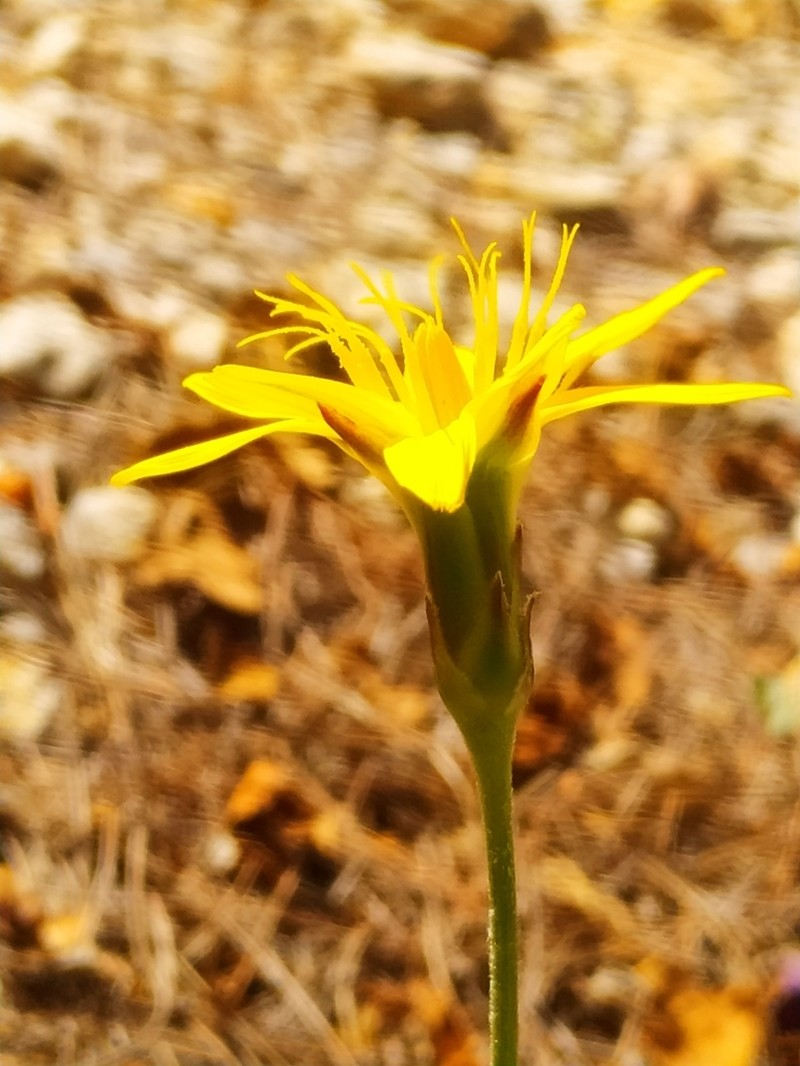 Pseudopodospermum crocifolium photo 6