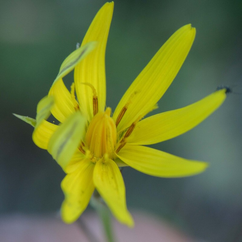 Pseudopodospermum crocifolium photo 7