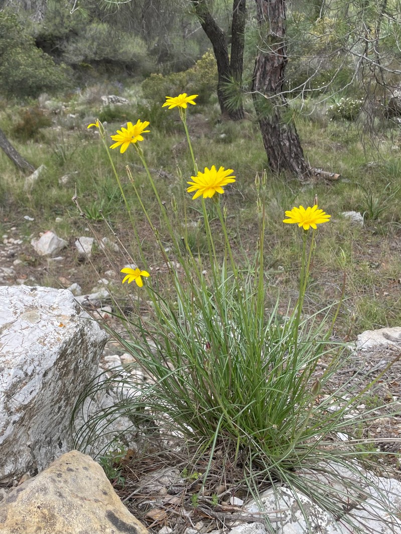 Pseudopodospermum crocifolium photo 8