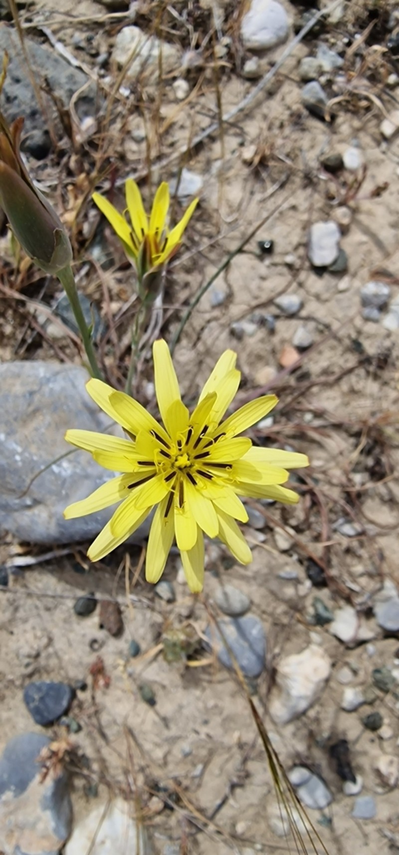 Pseudopodospermum elatum
