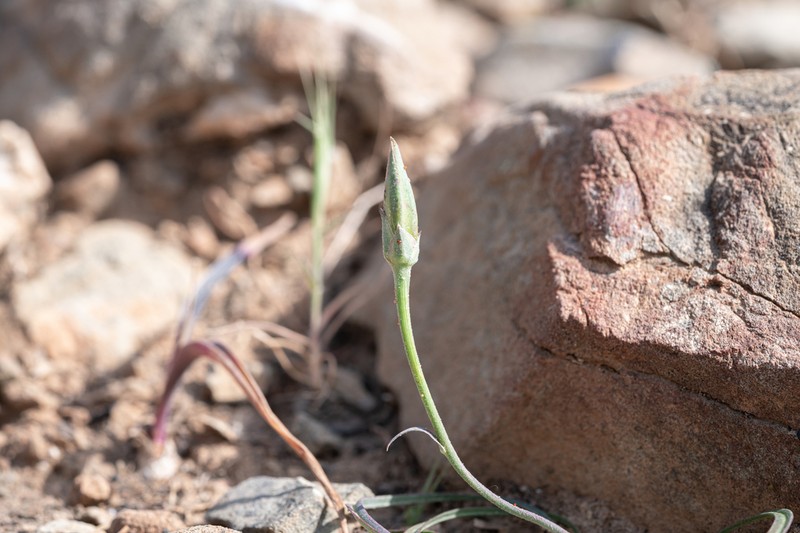 Pseudopodospermum elatum photo 2