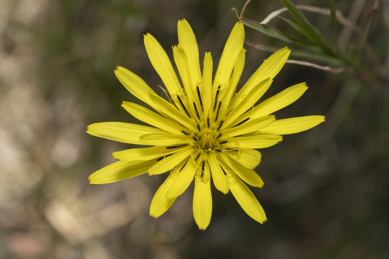 Pseudopodospermum elatum photo 3