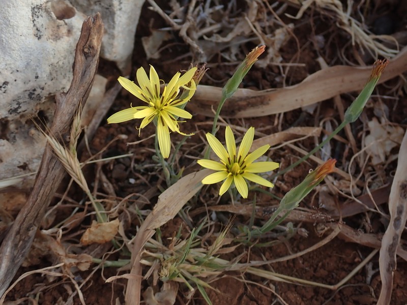 Pseudopodospermum elatum photo 4