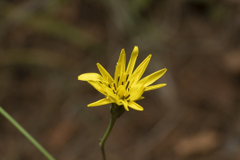 Pseudopodospermum elatum photo 5