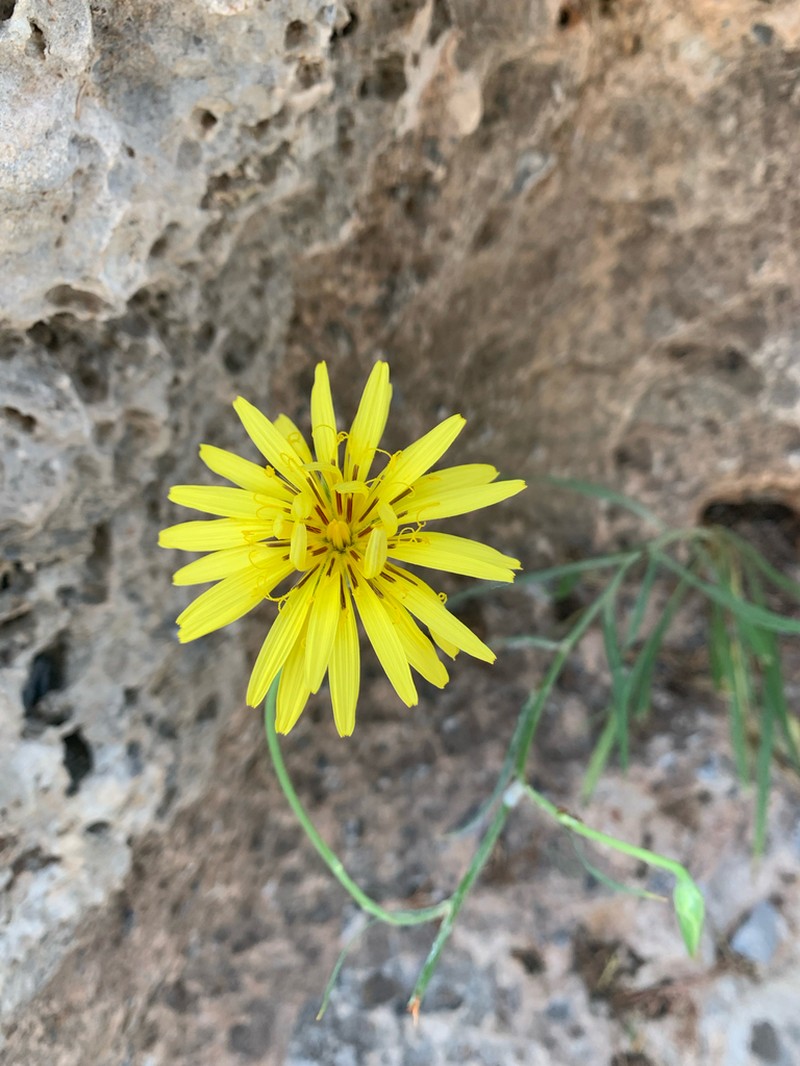 Pseudopodospermum elatum photo 6