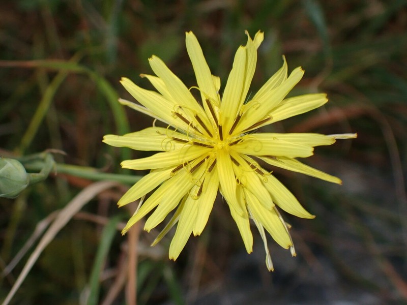 Pseudopodospermum elatum photo 7