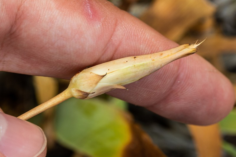 Pseudopodospermum elatum photo 8